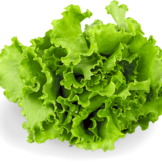 Hortiki Plants Kids Garden Card + Grow Kit: Lettuce