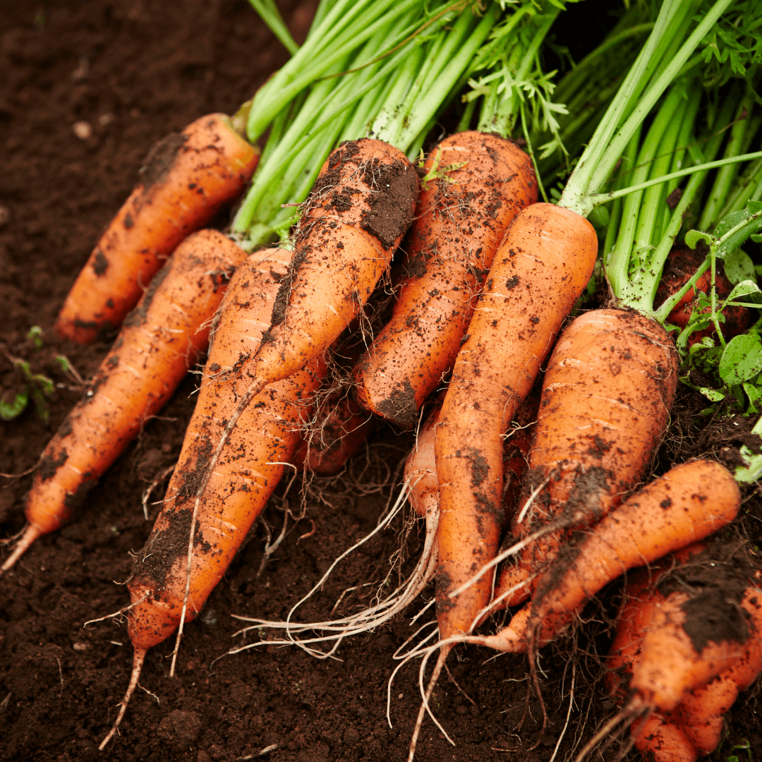 🥕Carrots STEAM Activity Seed Card