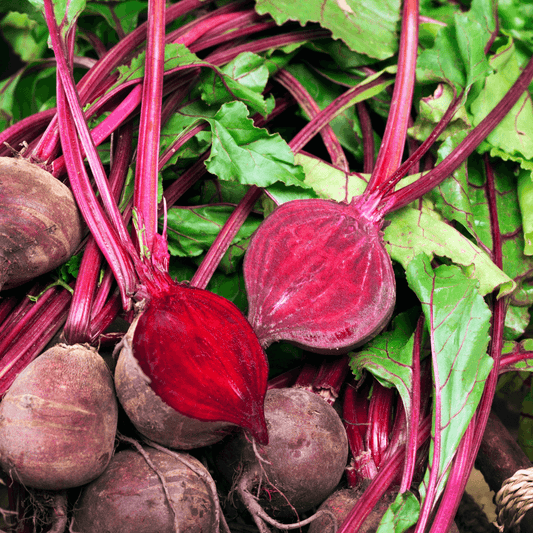 Beets STEAM Activity Seed Card
