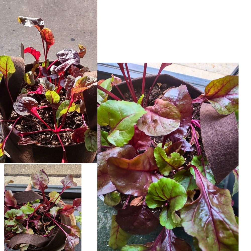 Organic Beets Garden Kit - Corporate Gift