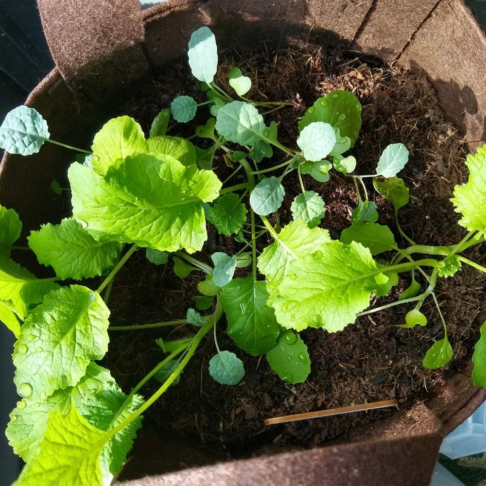 Organic Kale Container Garden Kit -  Corporate Gift