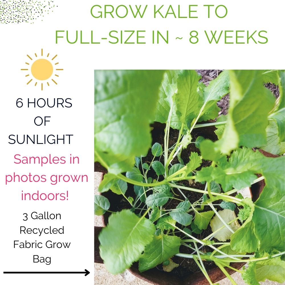 Organic Kale Container Garden Kit -  Corporate Gift