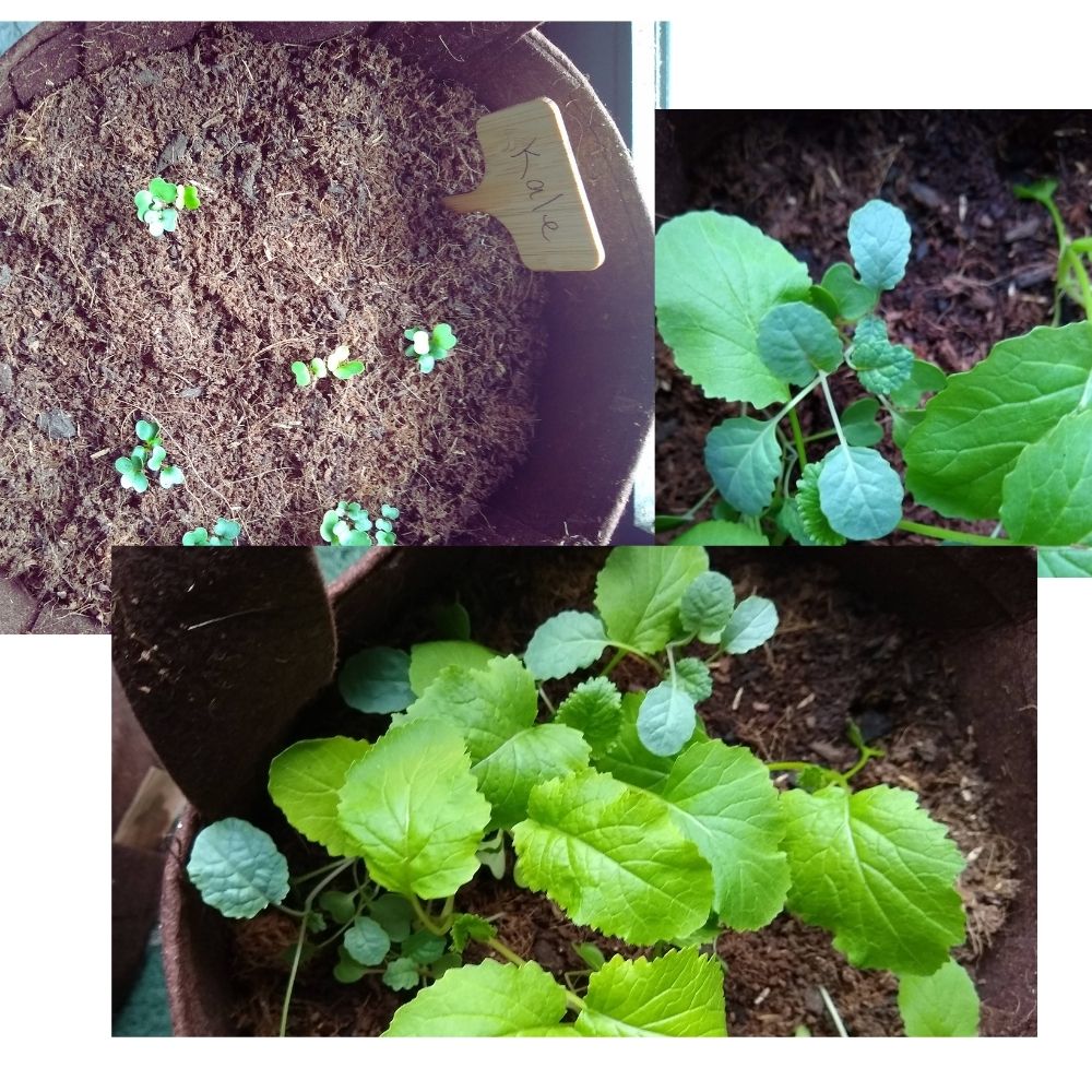 Organic Kale Container Garden Kit -  Corporate Gift