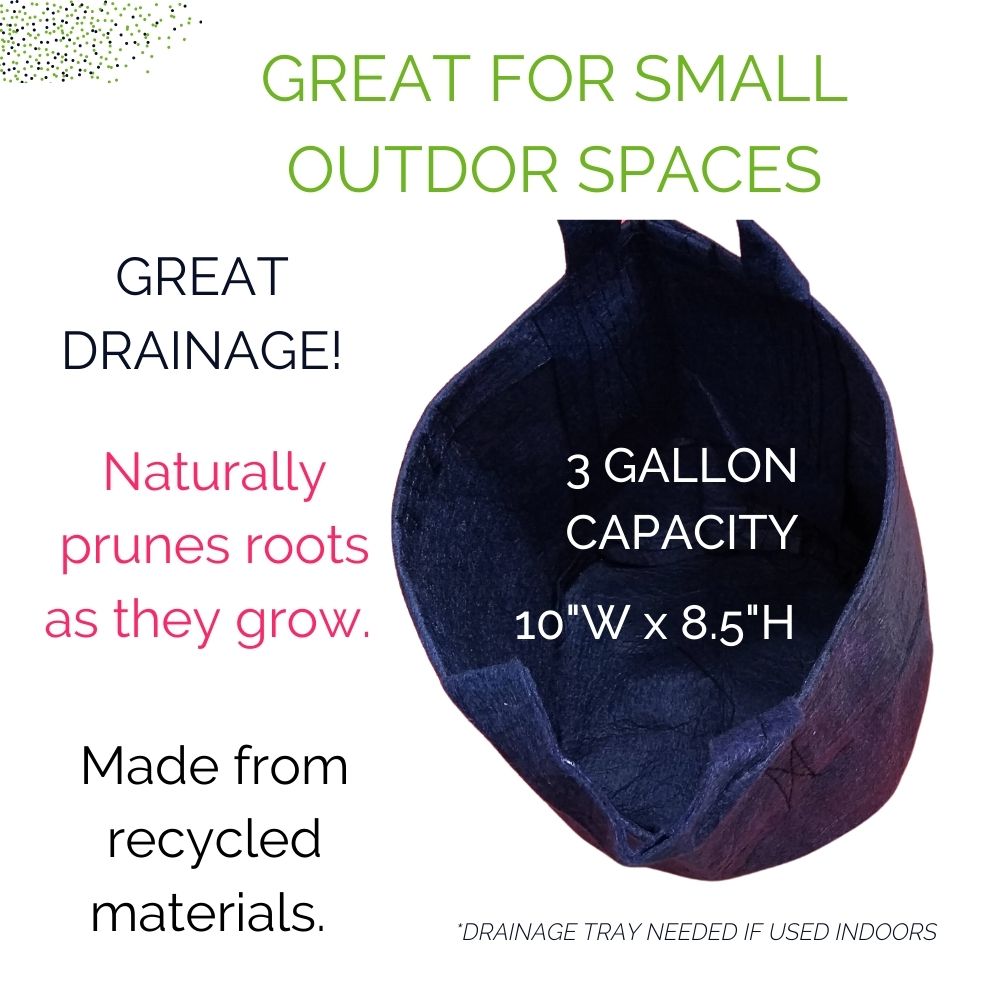 Organic Kale Container Garden Kit -  Corporate Gift
