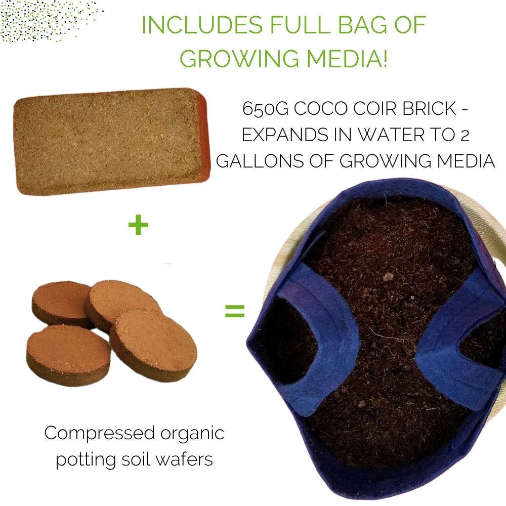 Organic Kale Container Garden Kit -  Corporate Gift
