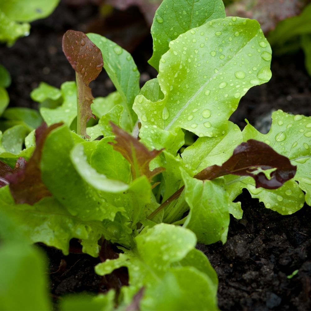 10 Organic Seed Packets