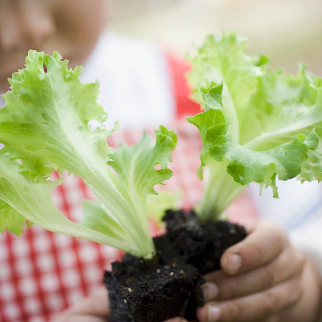 🥬Kids Garden Lettuce STEAM Activity Seed Card