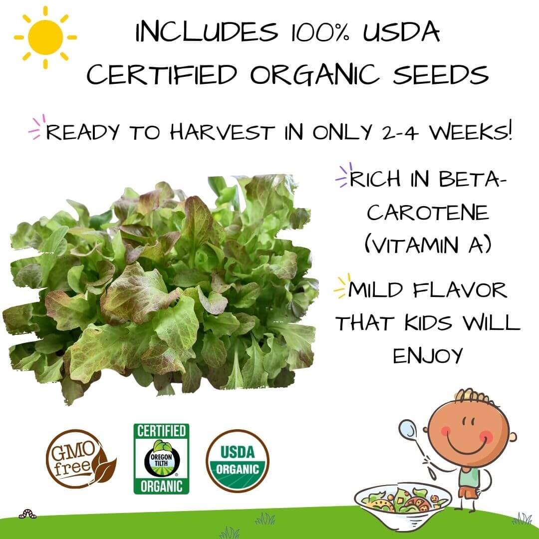 Hortiki Plants Kids Garden Card + Grow Kit: Lettuce